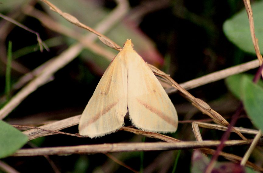 identificazione farfalle parco del ticino